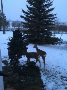 Im Winter regelmäßige Gäste in Tałty