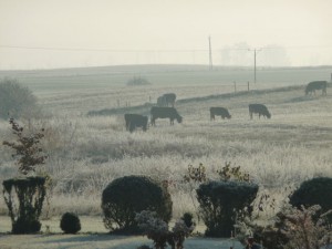 Pferde im Winter in Tałty