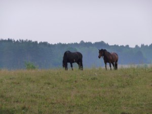 Fury & Black Beauty