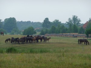 In Tałty leben fast mehr Pferde als Menschen